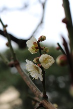 尾形光琳300年忌記念特別展「燕子花と紅白梅」
