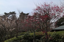 尾形光琳300年忌記念特別展「燕子花と紅白梅」