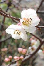 尾形光琳300年忌記念特別展「燕子花と紅白梅」
