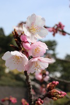 尾形光琳300年忌記念特別展「燕子花と紅白梅」