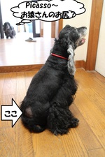 Picassoのお尻が…