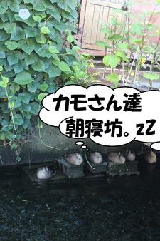 早朝散歩