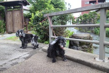 PicassoとGraceの散歩道