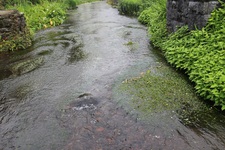 PicassoとGraceの散歩道