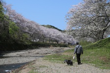 那賀川の桜は満開