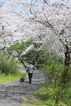 那賀川の桜は満開