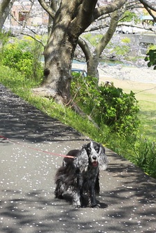 那賀川の桜は満開