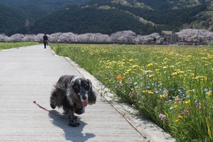 那賀川の桜は満開