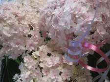 紫陽花