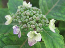 紫陽花