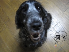 盗み食い