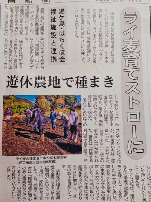 農福連携での新しい取組みが伊豆日日新聞に掲載されました「麦を使ったストロー作り」