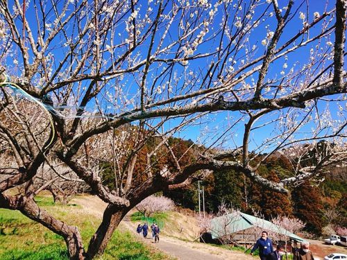 満開の月ヶ瀬梅園にて、反省会・打合わせ会