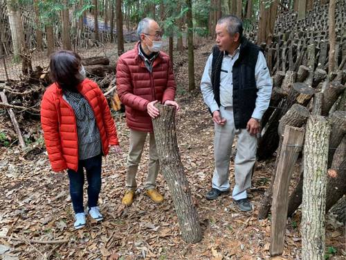 伊豆の原木シイタケ　菌打ちと収穫の可能性