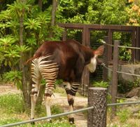 ズーラシア動物園