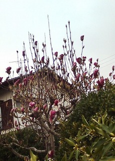木蓮の花