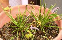 パセリに大きな青虫が、、、