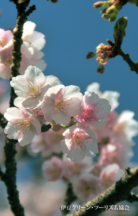 桜満開近くなって