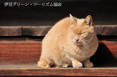 ひなたぼっこ