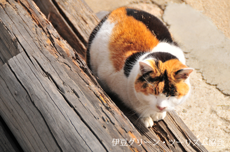 ひなたぼっこ