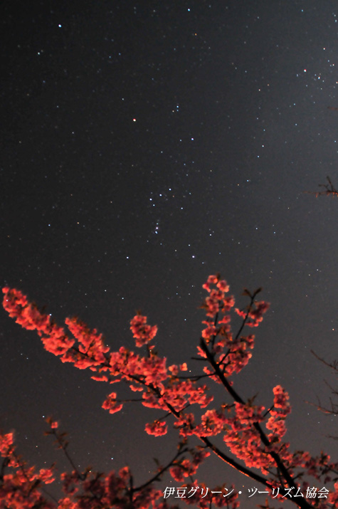 オリオンと桜