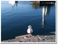 こんなに近づいても逃げないなんて…カモメ