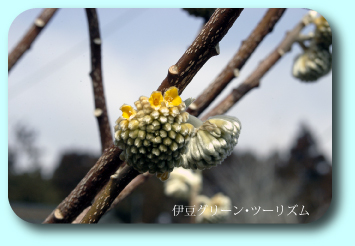 三叉 （みつまた）の花