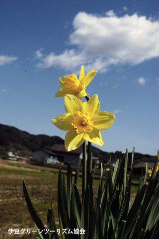 春の田園に香る