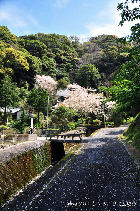 大聖寺の桜