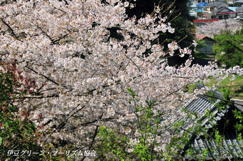 大聖寺の桜