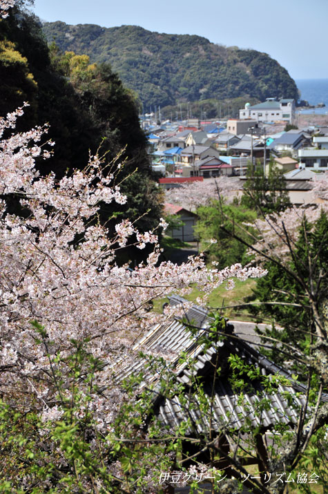 大聖寺の桜