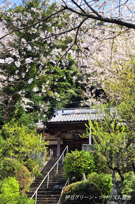 大聖寺の桜