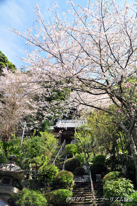 大聖寺の桜