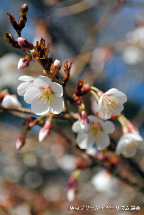 最後の桜