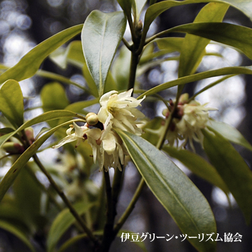 シキミの花