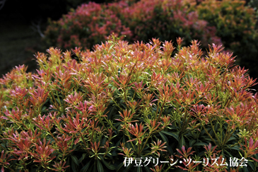 馬酔木の新芽は赤い