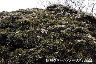 馬酔木の新芽は赤い
