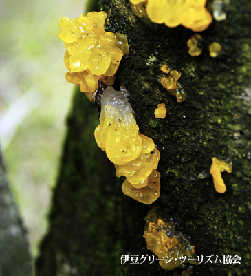 コガネニカワタケ