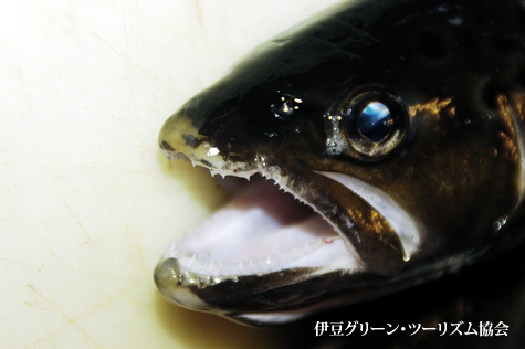 鋭い！口を観察