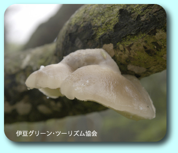 雨の山でぷるぷるキノコ