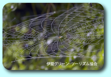 蜘蛛の糸