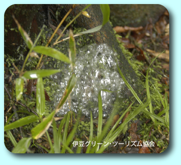 泡ふく土？【雨の山】