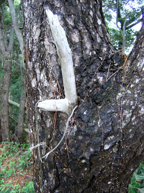 枯れ木がどうして？？