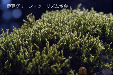 コケを拡大