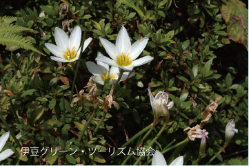 小さな秋見つけた