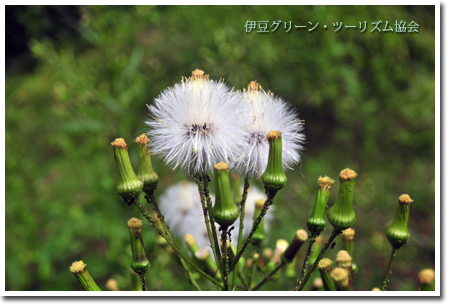 綿帽子…秋を感じる瞬間ですね