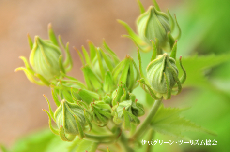 酔芙蓉