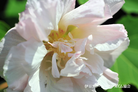 酔芙蓉「朝」