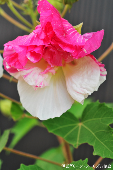 酔芙蓉。半分、酔っぱらって