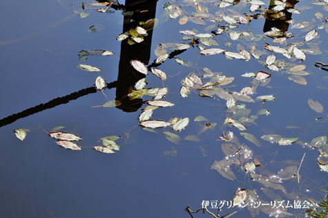 山の湖面